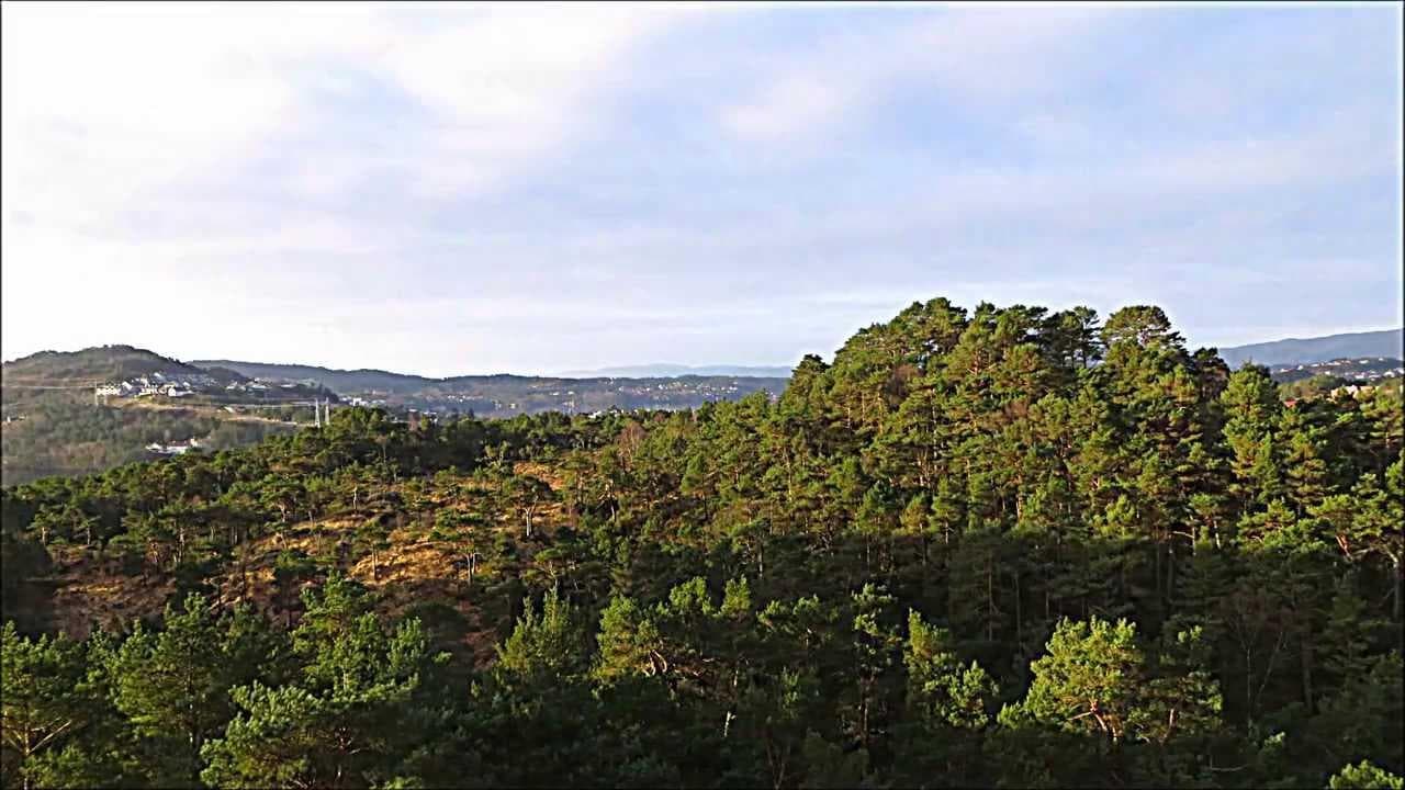 Stand Kanadaskogen